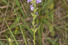 American Bluehearts, Buchnera americana