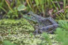 American bullfrog, Lithobates catesbeianus