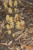 American Cancer-root, Conopholis americana