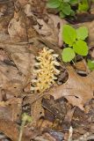 American Cancer-root, Conopholis americana