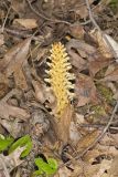 American Cancer-root, Conopholis americana