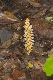 American Cancer-root, Conopholis americana