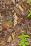 American Cancer-root, Conopholis americana