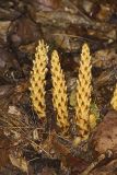 American Cancer-root, Conopholis americana