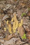 American Cancer-root, Conopholis americana