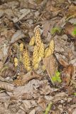 American Cancer-root, Conopholis americana