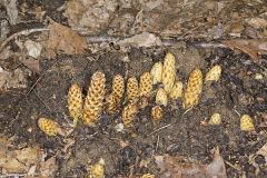 American Cancer-root, Conopholis americana