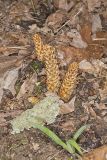 American Cancer-root, Conopholis americana