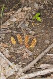 American Cancer-root, Conopholis americana