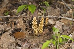 American Cancer-root, Conopholis americana