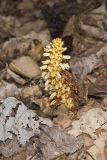 American Cancer-root, Conopholis americana