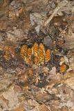 American Cancer-root, Conopholis americana