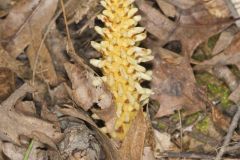 American Cancer-root, Conopholis americana