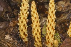American Cancer-root, Conopholis americana