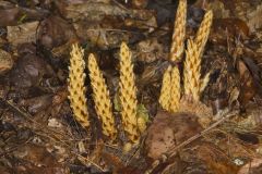 American Cancer-root, Conopholis americana