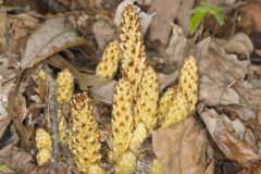 American Cancer-root, Conopholis americana