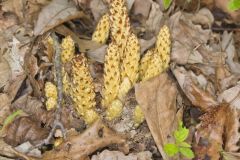 American Cancer-root, Conopholis americana