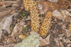 American Cancer-root, Conopholis americana