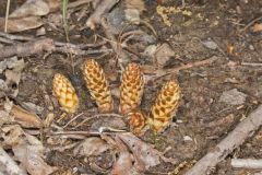 American Cancer-root, Conopholis americana