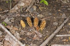 American Cancer-root, Conopholis americana