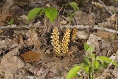 American Cancer-root, Conopholis americana