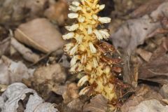 American Cancer-root, Conopholis americana