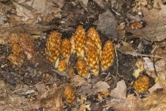 American Cancer-root, Conopholis americana