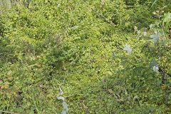 American Climbing Fern, Lygodium palmatum