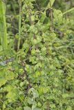 American Climbing Fern, Lygodium palmatum