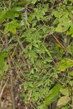 American Climbing Fern, Lygodium palmatum