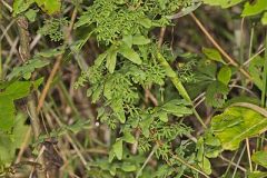 American Climbing Fern