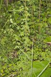 American Climbing Fern, Lygodium palmatum