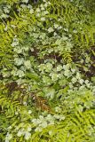 American Climbing Fern, Lygodium palmatum