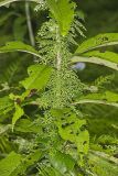 American Climbing Fern, Lygodium palmatum