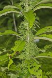 American Climbing Fern, Lygodium palmatum