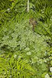 American Climbing Fern, Lygodium palmatum