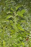 American Climbing Fern, Lygodium palmatum