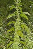 American Climbing Fern, Lygodium palmatum
