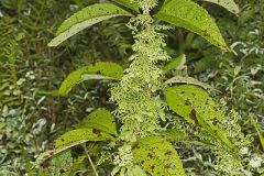 Lygodiaceae, Climbing Ferns