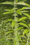 American Climbing Fern, Lygodium palmatum