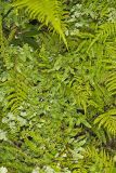 American Climbing Fern, Lygodium palmatum