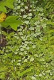 American Climbing Fern, Lygodium palmatum