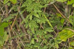 American Climbing Fern, Lygodium palmatum