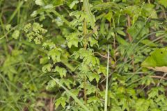 American Climbing Fern, Lygodium palmatum