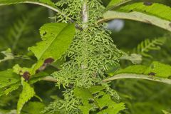 American Climbing Fern, Lygodium palmatum