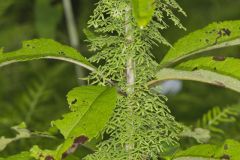 American Climbing Fern, Lygodium palmatum