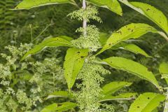 American Climbing Fern, Lygodium palmatum