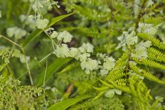 American Climbing Fern, Lygodium palmatum