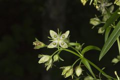 American Columbo, Frasera caroliniensis
