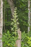 American Columbo, Frasera caroliniensis